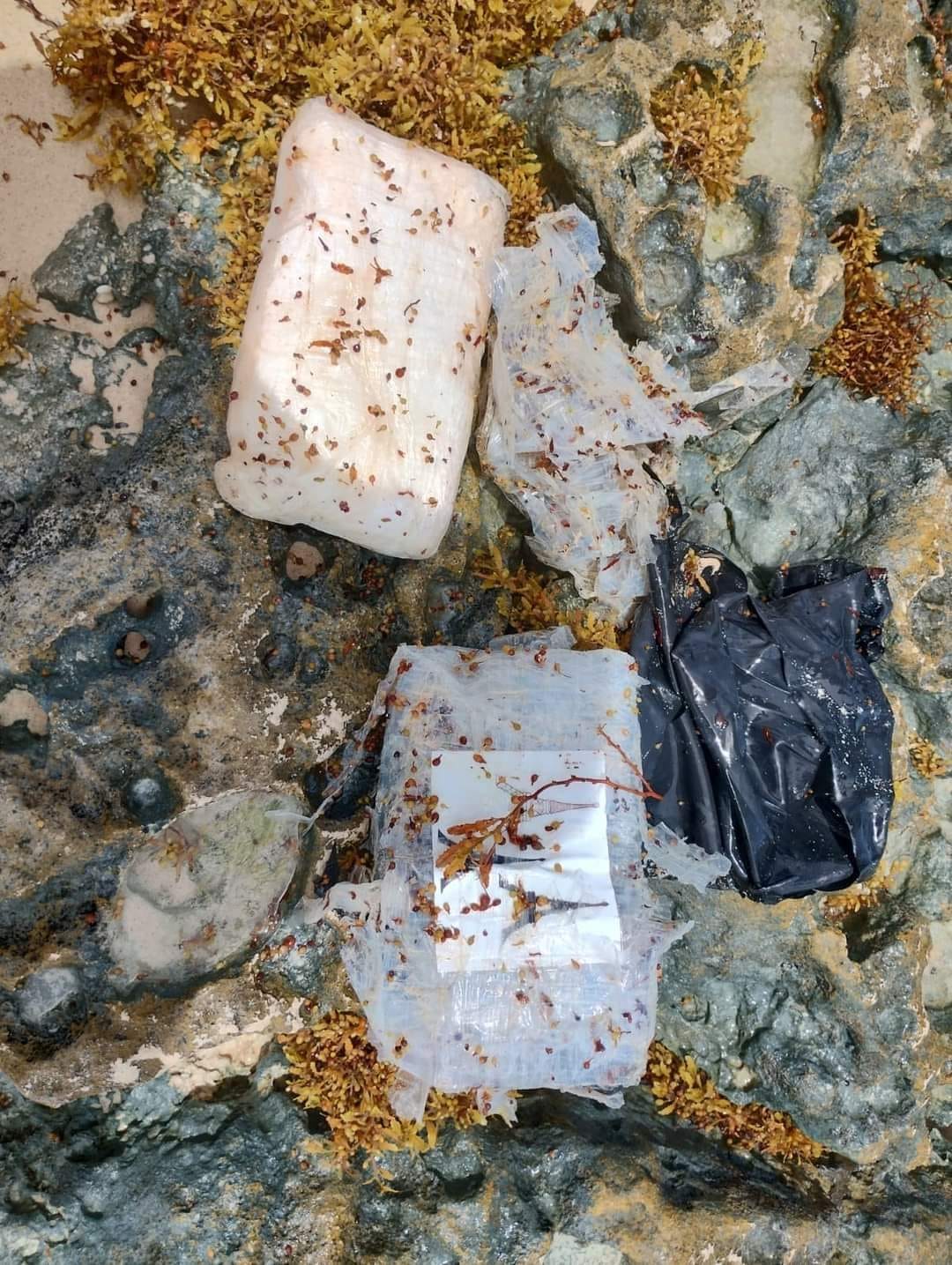 Elementos de la Guardia Nacional encontraron entre el sargazo de una playa de Tulum dos paquetes con aparente cocaína