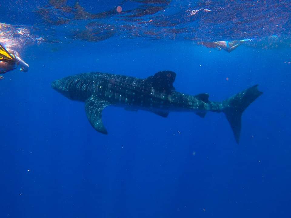 Turistas de todas partes del mundo han arribado a Holbox para nadar con el tiburón ballena