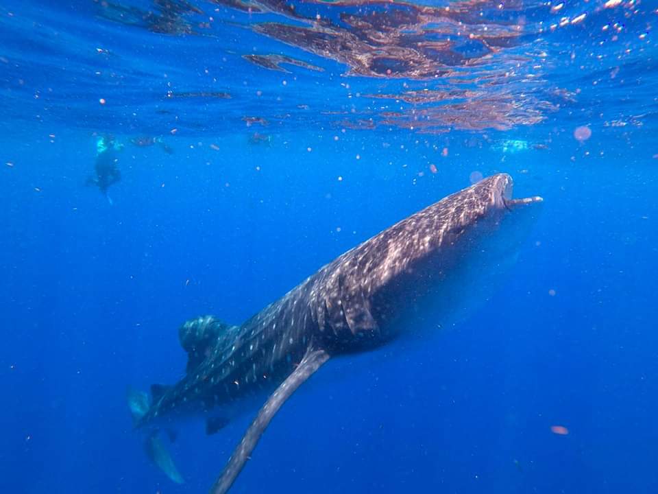 El tiburón ballena es considerado el pez más grande de todo el mundo