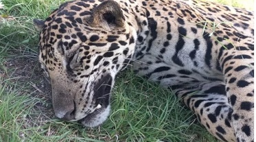 Jaguar muere atropellado en los límites de Solidaridad y Tulum