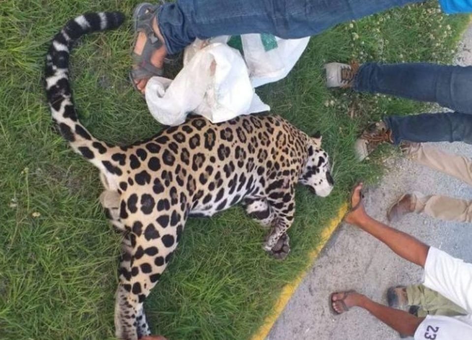jaguar macho muerto a consecuencia de un atropellamiento sobre la carretera federal 307