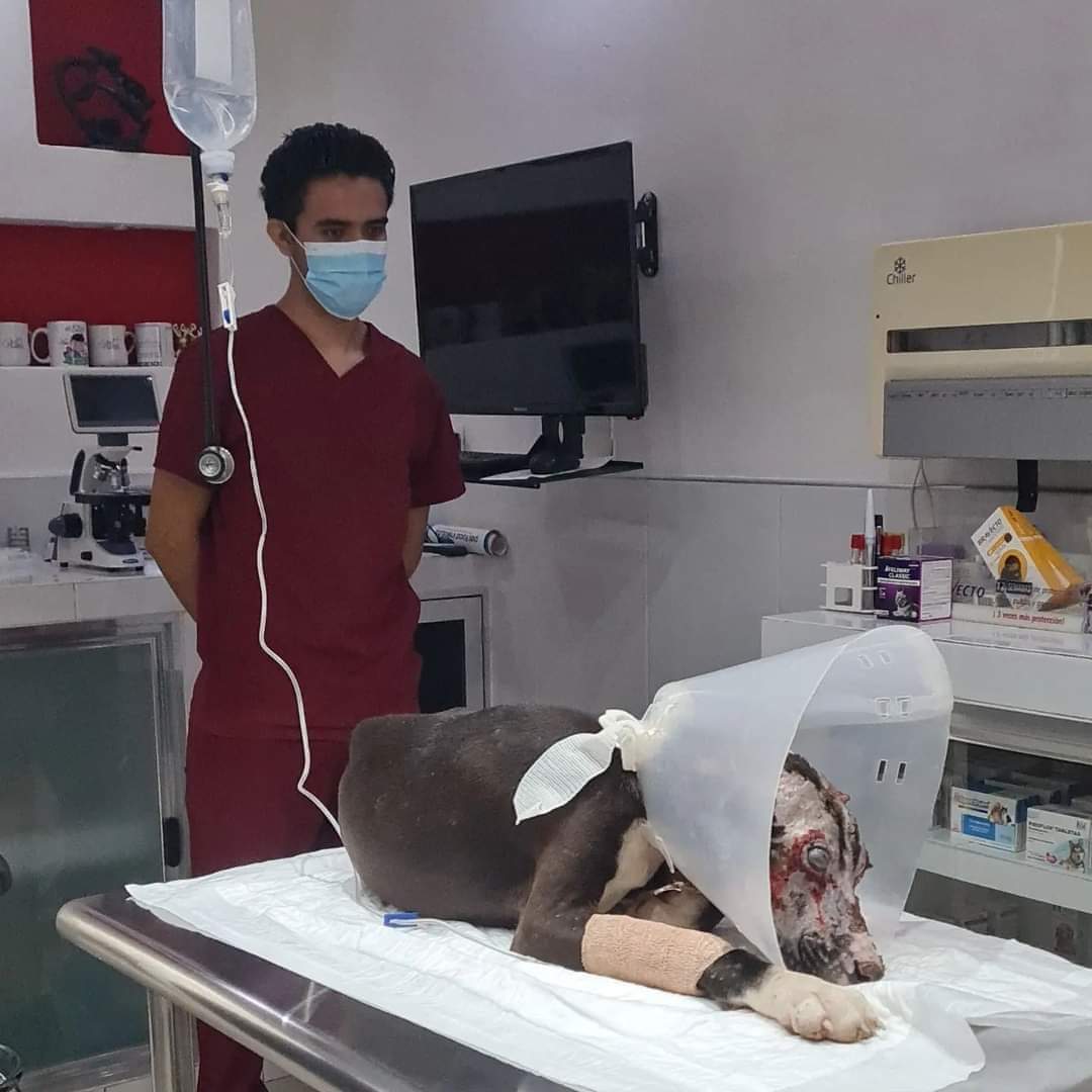 Valentín recibe tratamiento con células madre en un hospital veterinario de Mérida