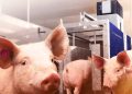 Modernización y especialización afianzan la industria porcicola