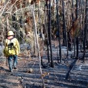 Incendios forestales en Quintana Roo arrasan con 16 mil hectáreas