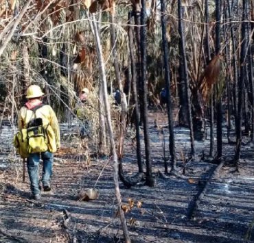Incendios forestales en Quintana Roo arrasan con 16 mil hectáreas