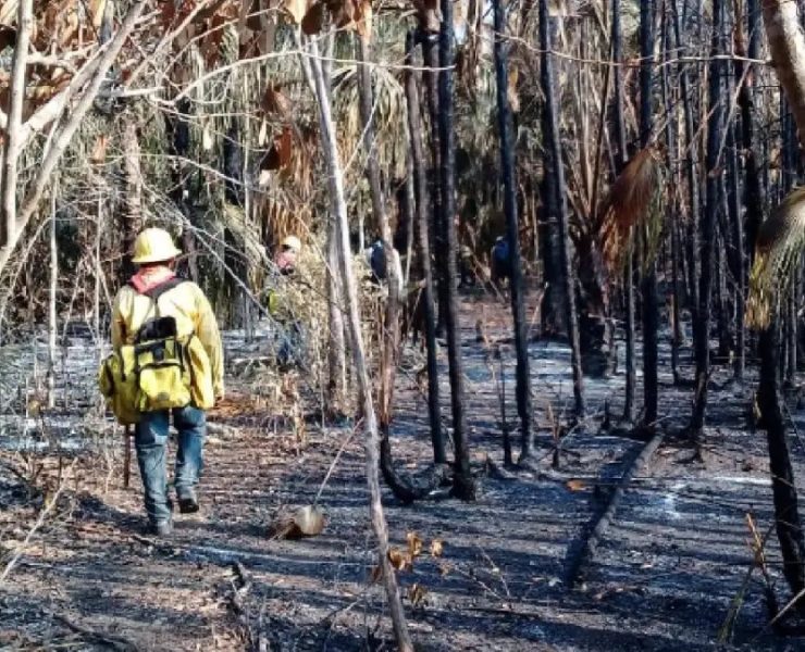 Incendios forestales en Quintana Roo arrasan con 16 mil hectáreas