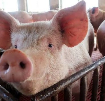 Impulsar más la producción porcícola para seguir en la competitividad mundial, SADER