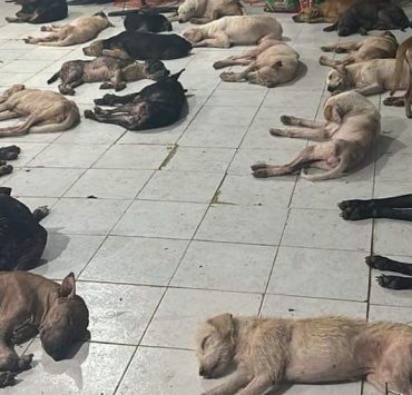 Albergue "Cachorrilandia" salva a 200 perritos durante el huracán Beryl