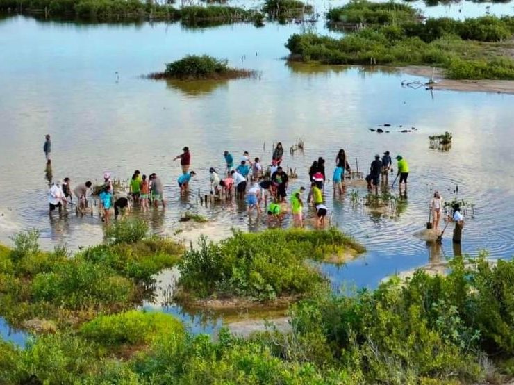 En el marco del Día Internacional de Conservación del Ecosistema de Manglares, que se conmemora cada 26 de julio, la Fundación de Parques y Museos de Cozumel (FPMC) reafirma su compromiso.