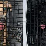 Rescatan a dos perritos en Benito Juárez, Quintana Roo