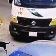 Conductor de la TTE de Cancún atropella a un perro (VIDEO)