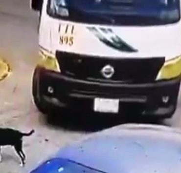Conductor de la TTE de Cancún atropella a un perro (VIDEO)