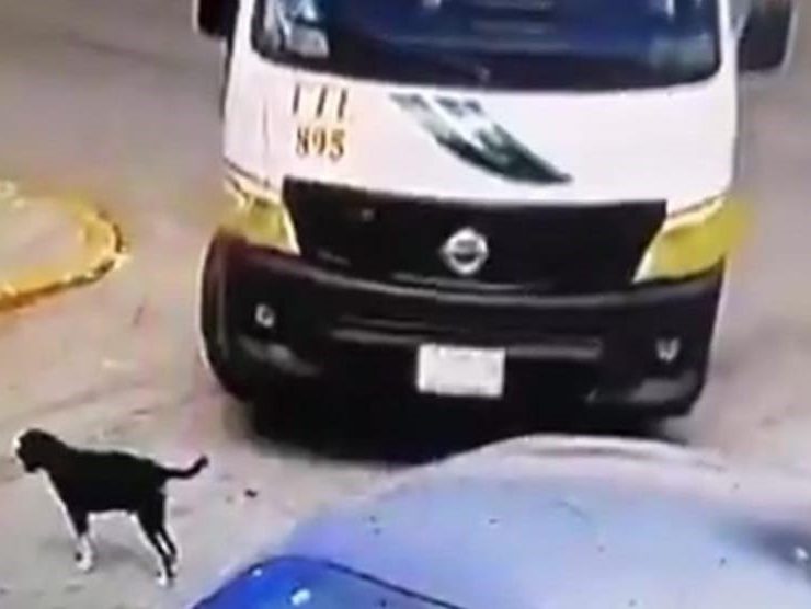 Conductor de la TTE de Cancún atropella a un perro (VIDEO)