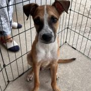 El Ayuntamiento de Benito Juárez promueve el bienestar y cuidado adecuado de los animales de compañía