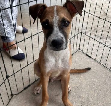 El Ayuntamiento de Benito Juárez promueve el bienestar y cuidado adecuado de los animales de compañía