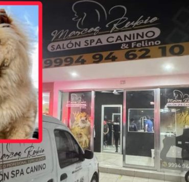 Exigen Justicia para Garfio, perrito presuntamente víctima de maltrato animal