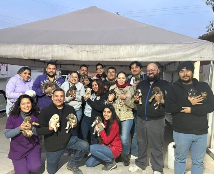 ¡Milagro de Vida! 24 perritos rescatados en Nuevo León estuvieron a punto de morir congelados