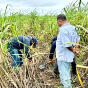 Precio de la caña se desploma en Quintana Roo