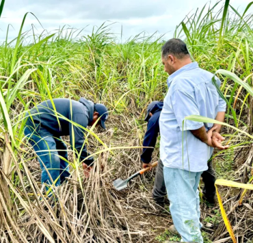 Precio de la caña se desploma en Quintana Roo