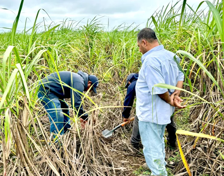 Precio de la caña se desploma en Quintana Roo