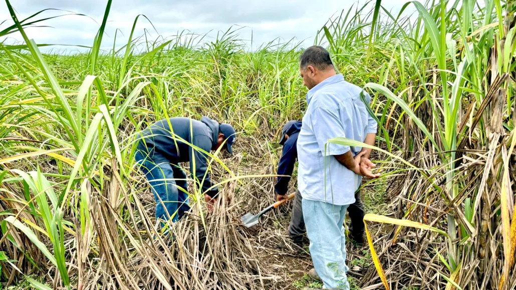 Precio de la caña se desploma en Quintana Roo