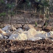 Revocarán permisos ambientales al desarrollo Legacy en Playacar