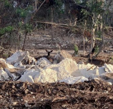 Revocarán permisos ambientales al desarrollo Legacy en Playacar