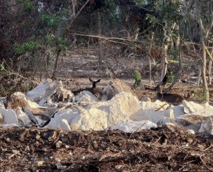 Revocarán permisos ambientales al desarrollo Legacy en Playacar