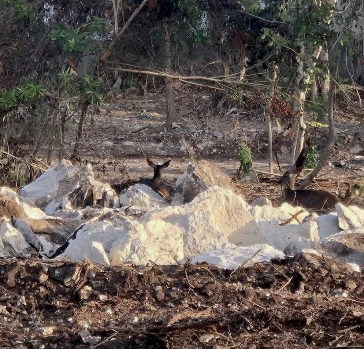 Revocarán permisos ambientales al desarrollo Legacy en Playacar