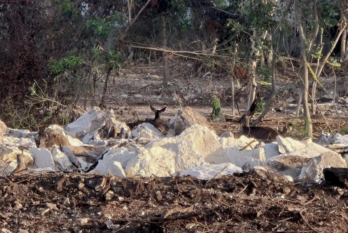 Revocarán permisos ambientales al desarrollo Legacy en Playacar