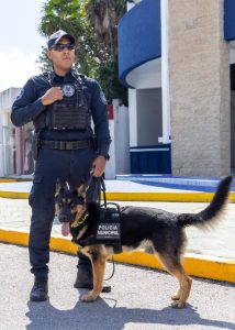 La Brigada de Protección Animal en Playa del Carmen inicia operaciones con protocolo inmediato para rescate y atención de denuncias en colonias y playas de Playa del Carmen.