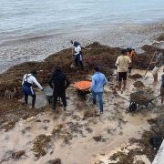 Sargazo controlado en Quintana Roo durante Semana Santa histórica