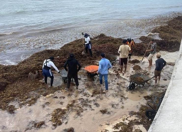 Sargazo controlado en Quintana Roo durante Semana Santa histórica