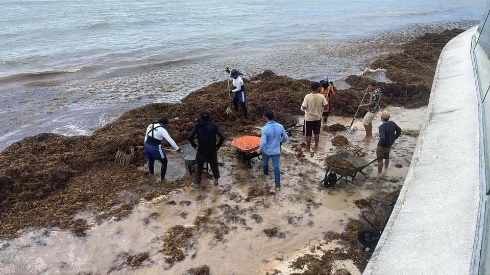 Sargazo controlado en Quintana Roo durante Semana Santa histórica