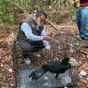 Liberan hocofaisán tras rescate en Cancún