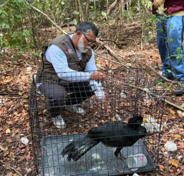 Liberan hocofaisán tras rescate en Cancún