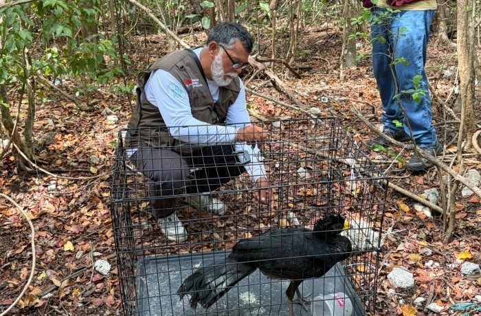 Liberan hocofaisán tras rescate en Cancún