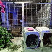 Maltrato Animal: Rescatan Cinco Caninos en Othón P. Blanco