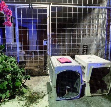 Maltrato Animal: Rescatan Cinco Caninos en Othón P. Blanco