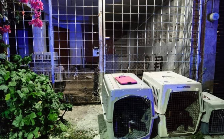 Maltrato Animal: Rescatan Cinco Caninos en Othón P. Blanco