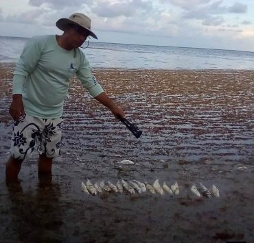 Sargazo Mortal: Peces mueren entre la crisis ambiental en Xcalak