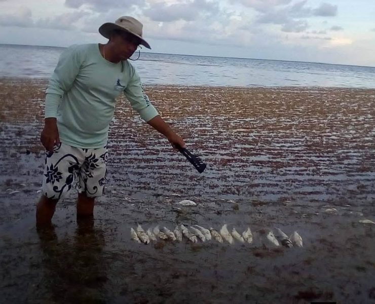Sargazo Mortal: Peces mueren entre la crisis ambiental en Xcalak
