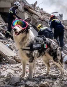 Gracias a su entrenamiento y extraordinario sentido del olfato, la Perrita rescatista de Cancún apoya a Venezuela después de los devastadores sismos en las labores de búsqueda y rescate.