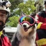 Perrita rescatista de Cancún participa en labores humanitarias en Venezuela