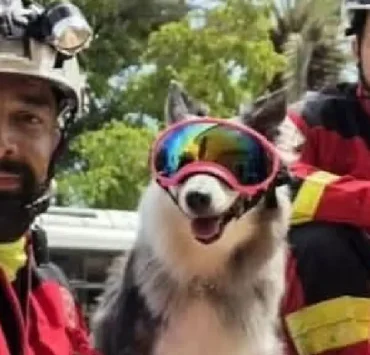 Perrita rescatista de Cancún participa en labores humanitarias en Venezuela