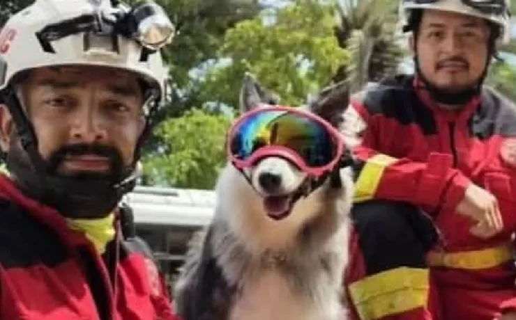 Perrita rescatista de Cancún participa en labores humanitarias en Venezuela
