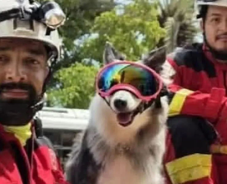 Perrita rescatista de Cancún participa en labores humanitarias en Venezuela