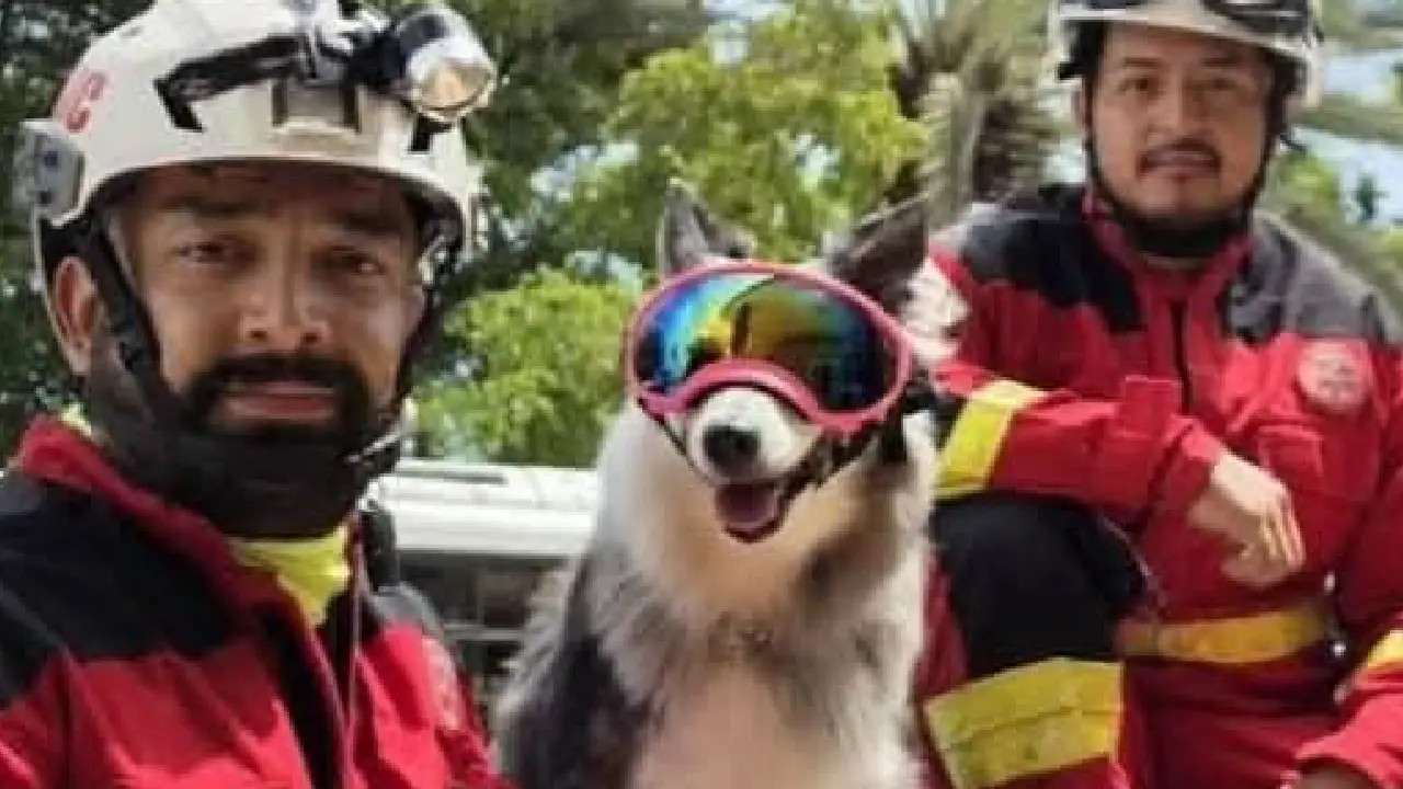 Perrita rescatista de Cancún participa en labores humanitarias en Venezuela